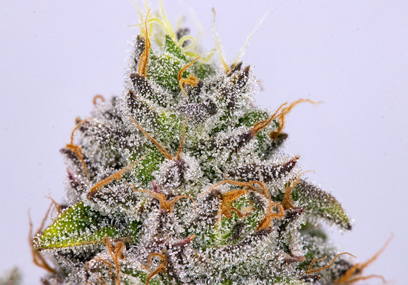 Fortune Cookies - Cherry Marijuana Flower Genetics