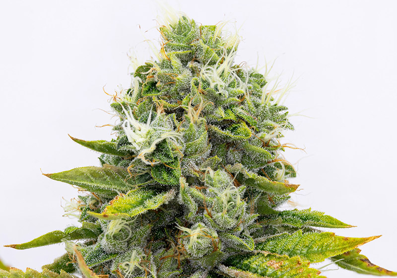 Heaven's OG - Cherry Marijuana Flower Genetics