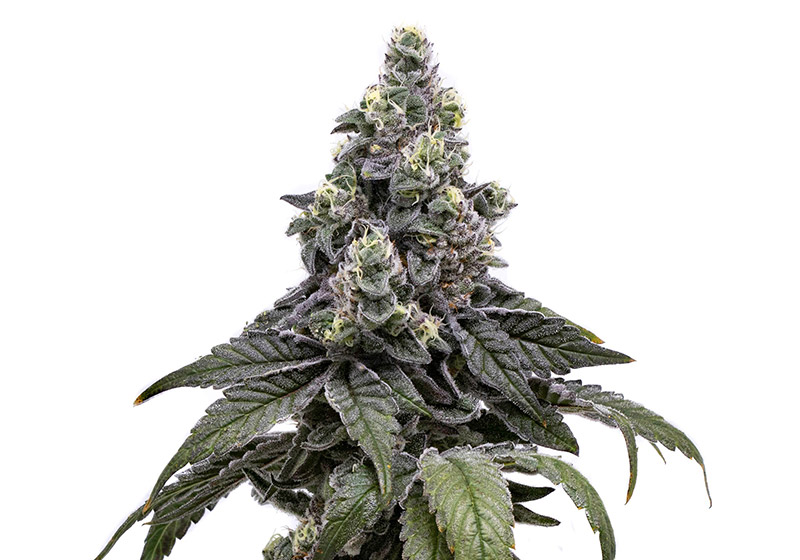 Kush Mints - Cherry Marijuana Flower Genetics