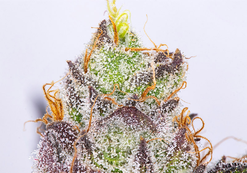 Runtz - Cherry Marijuana Flower Genetics